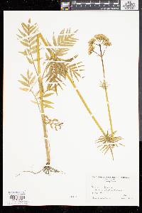 Valeriana officinalis image