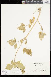 Valeriana pauciflora image