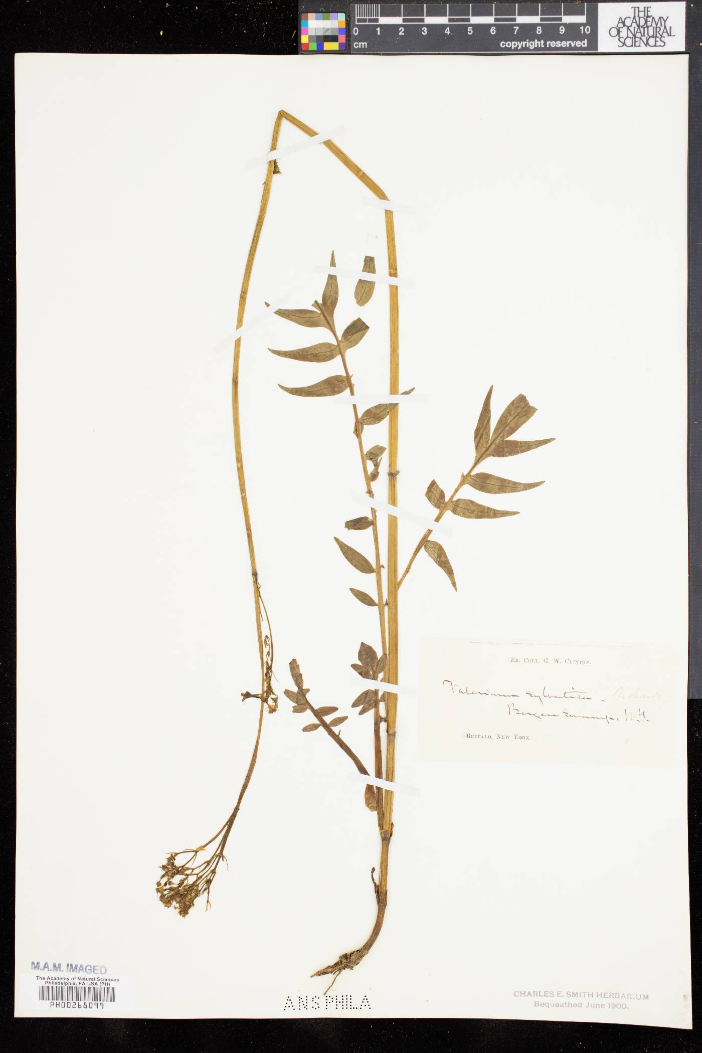 Valeriana sylvatica image