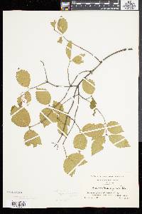 Viburnum rafinesqueanum image