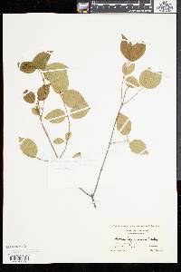 Viburnum rafinesqueanum image