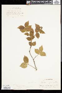 Viburnum rafinesqueanum image