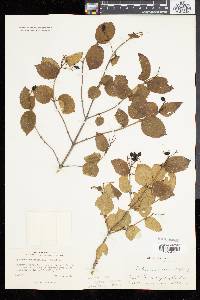 Viburnum rafinesqueanum image