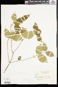 Viburnum rafinesqueanum image