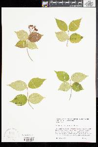 Viburnum rafinesqueanum image