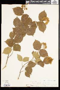 Viburnum rafinesqueanum image