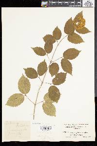 Viburnum rafinesqueanum image