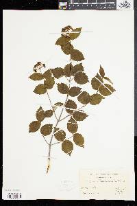 Viburnum rafinesqueanum image