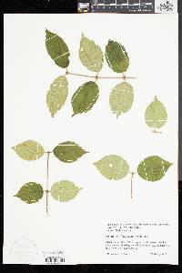 Viburnum rafinesqueanum image