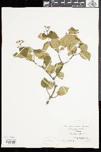 Viburnum rafinesqueanum image