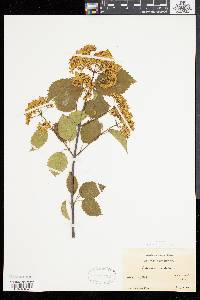 Viburnum dentatum var. lucidum image