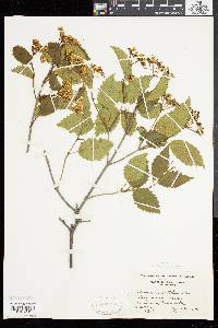 Viburnum dentatum var. lucidum image