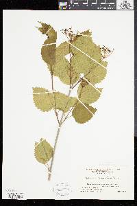 Viburnum dentatum var. lucidum image