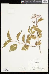 Viburnum dentatum var. lucidum image