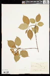 Viburnum lentago image