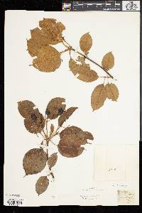 Viburnum lentago image