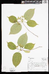 Viburnum lentago image