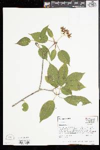 Viburnum lentago image