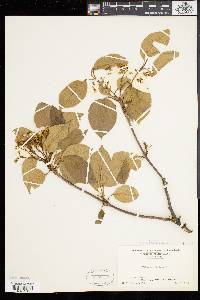 Viburnum lentago image