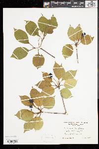 Viburnum lentago image