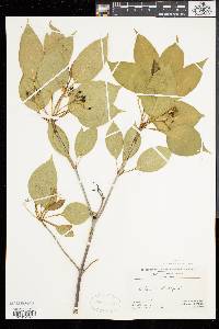 Viburnum lentago image