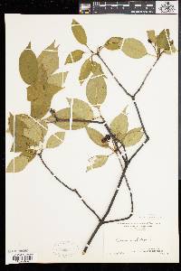 Viburnum lentago image