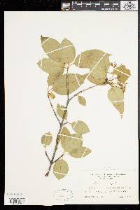 Viburnum lentago image