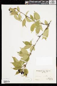 Viburnum lentago image