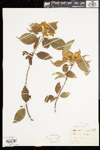 Viburnum lentago image