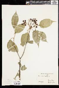 Viburnum lentago image