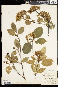 Viburnum lentago image