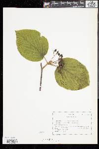 Viburnum lantanoides image