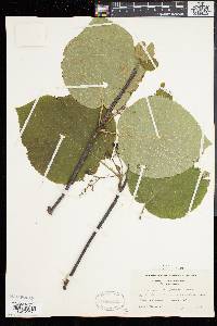 Viburnum lantanoides image