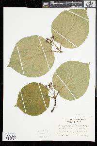 Viburnum lantanoides image