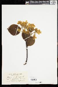 Viburnum lantanoides image