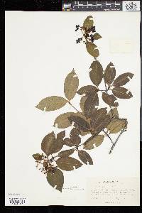 Viburnum cassinoides image