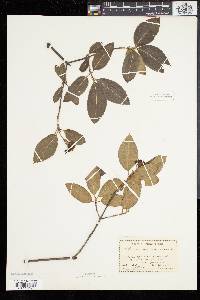 Viburnum cassinoides image