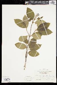 Viburnum cassinoides image