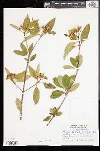 Viburnum cassinoides image