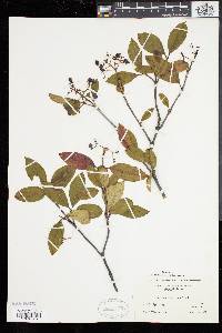 Viburnum cassinoides image