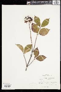 Viburnum cassinoides image