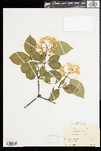 Viburnum cassinoides image