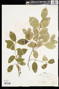 Viburnum cassinoides image