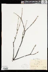 Viburnum cassinoides image