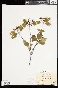 Viburnum cassinoides image