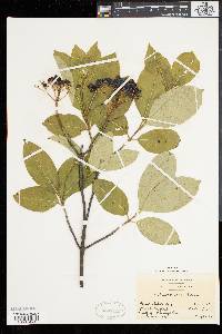 Viburnum cassinoides image