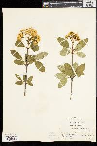 Viburnum cassinoides image