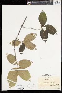 Viburnum cassinoides image