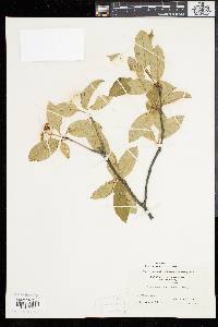 Viburnum cassinoides image