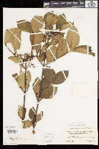 Viburnum cassinoides image